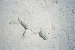 Sand Turtle 1